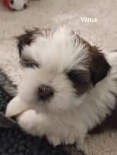 Chiots de race Shih tzu à vendre chez l'éleveur DES BERCEAUX DU LAC