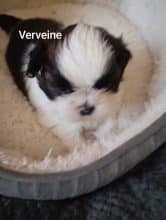 Chiots de race Shih tzu à vendre chez l'éleveur DES BERCEAUX DU LAC