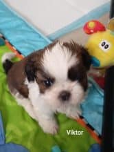 Chiots de race Shih tzu à vendre chez l'éleveur DES BERCEAUX DU LAC