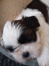 Chiots de race Shih tzu à vendre chez l'éleveur DES BERCEAUX DU LAC