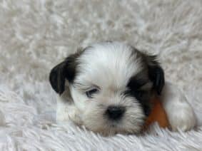 Chiots de race Shih tzu à vendre chez l'éleveur SCEA DU MOULIN DE MADJURIE