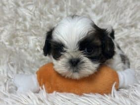 Chiots de race Shih tzu à vendre chez l'éleveur SCEA DU MOULIN DE MADJURIE