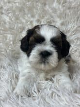 Chiots de race Shih tzu à vendre chez l'éleveur SCEA DU MOULIN DE MADJURIE