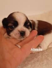 Chiots d'apparence Shih tzu à vendre chez l'éleveur DES BERCEAUX DU LAC