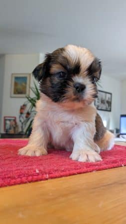 Image de la portée de chiot de l'élévage MR BENKETIRA CHRISTOPHE