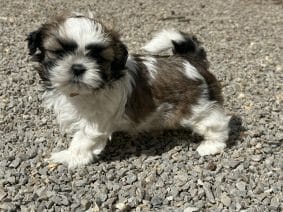 Chiots de race Shih tzu à vendre chez l'éleveur SCEA DU MOULIN DE MADJURIE