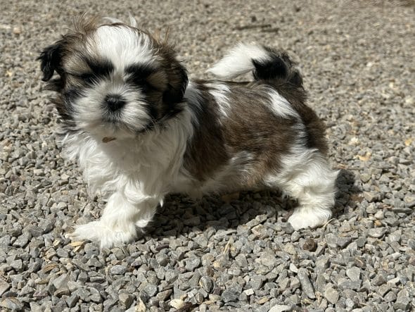 Image de la portée de chiot de l'élévage SCEA DU MOULIN DE MADJURIE