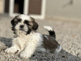 Chiots de race Shih tzu à vendre chez l'éleveur SCEA DU MOULIN DE MADJURIE