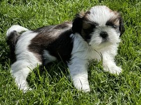 Chiots de race Shih tzu à vendre chez l'éleveur SCEA DU MOULIN DE MADJURIE