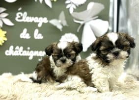 Chiots de race Shih tzu à vendre chez l'éleveur LAGACHE LACORRE SABINE