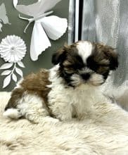 Chiots de race Shih tzu à vendre chez l'éleveur LAGACHE LACORRE SABINE