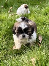 Chiots de race Shih tzu à vendre chez l'éleveur Des terres de la châtaigneraie