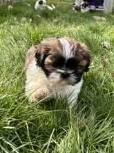 Chiots de race Shih tzu à vendre chez l'éleveur Des terres de la châtaigneraie