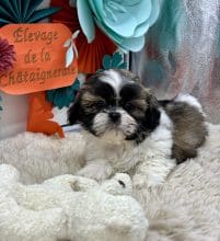 Chiots de race Shih tzu à vendre chez l'éleveur Des terres de la châtaigneraie