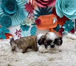 Chiots de race Shih tzu à vendre chez l'éleveur Des terres de la châtaigneraie