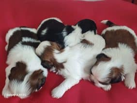 Chiots de race Shih tzu à vendre chez l'éleveur DOMAINE DE RAIMBOURG