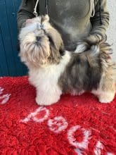 Chiots de race Shih tzu à vendre chez l'éleveur DE PEPSIE PEP’S