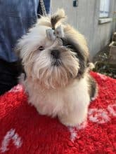 Chiots de race Shih tzu à vendre chez l'éleveur DE PEPSIE PEP’S