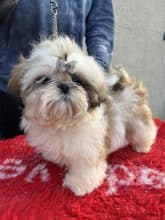 Chiots de race Shih tzu à vendre chez l'éleveur DE PEPSIE PEP’S