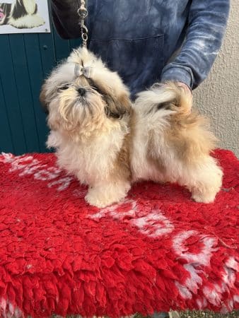 Image de la portée de chiot de l'élévage DE PEPSIE PEP’S