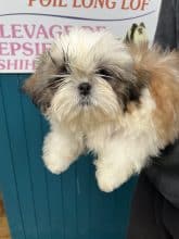 Chiots de race Shih tzu à vendre chez l'éleveur DE PEPSIE PEP’S