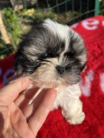 Image de la portée de chiot de l'élévage DE PEPSIE PEP’S