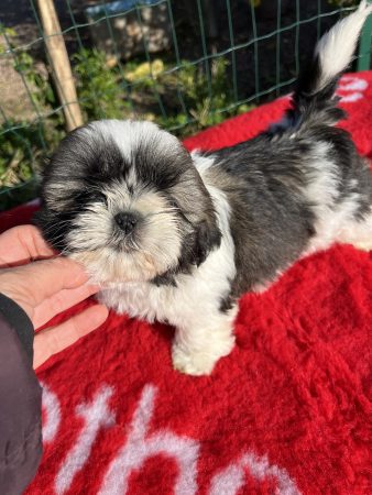 Image de la portée de chiot de l'élévage DE PEPSIE PEP’S