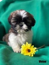 Chiots de race Shih tzu à vendre chez l'éleveur SCEA OF KIEU TEMPLE