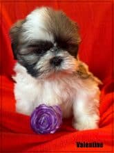 Chiots de race Shih tzu à vendre chez l'éleveur SCEA OF KIEU TEMPLE