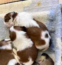 Chiots d'apparence Shih tzu à vendre chez l'éleveur ELEVAGE AUX 3 ELANS