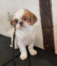 Chiots d'apparence Shih tzu à vendre chez l'éleveur ELEVAGE AUX 3 ELANS