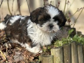 Chiots de race Shih tzu à vendre chez l'éleveur SCEA DU MOULIN DE MADJURIE