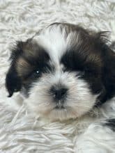 Chiots de race Shih tzu à vendre chez l'éleveur SCEA DU MOULIN DE MADJURIE