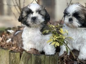 Chiots de race Shih tzu à vendre chez l'éleveur SCEA DU MOULIN DE MADJURIE