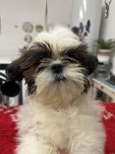 Chiots de race Shih tzu à vendre chez l'éleveur DE PEPSIE PEP’S