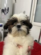 Chiots de race Shih tzu à vendre chez l'éleveur DE PEPSIE PEP’S