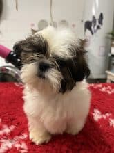 Chiots de race Shih tzu à vendre chez l'éleveur DE PEPSIE PEP’S