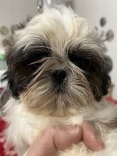 Chiots de race Shih tzu à vendre chez l'éleveur DE PEPSIE PEP’S