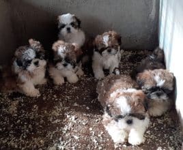 Chiots d'apparence Shih tzu à vendre chez l'éleveur BLANCHARD ISABELLE