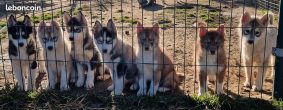 Chiots d'apparence Siberian husky à vendre chez l'éleveur DES PIPETTECHORIZO