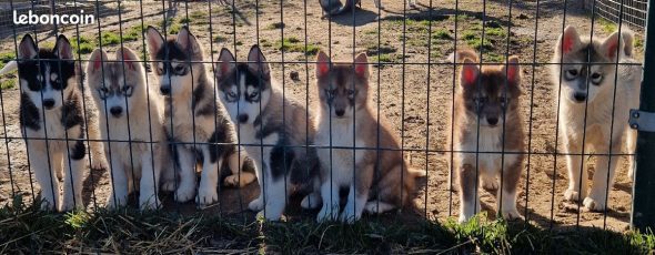 Image de la portée de chiot de l'élévage DES PIPETTECHORIZO