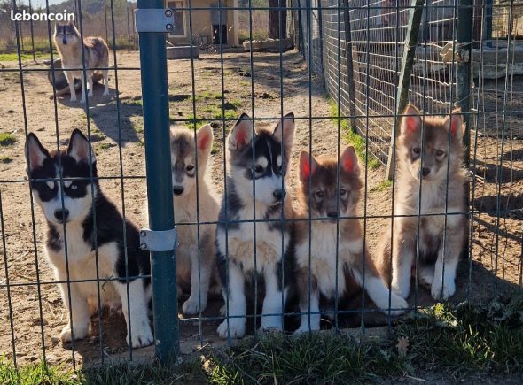 Image de la portée de chiot de l'élévage DES PIPETTECHORIZO