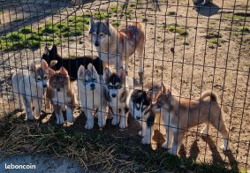 Chiots d'apparence Siberian husky à vendre chez l'éleveur DES PIPETTECHORIZO