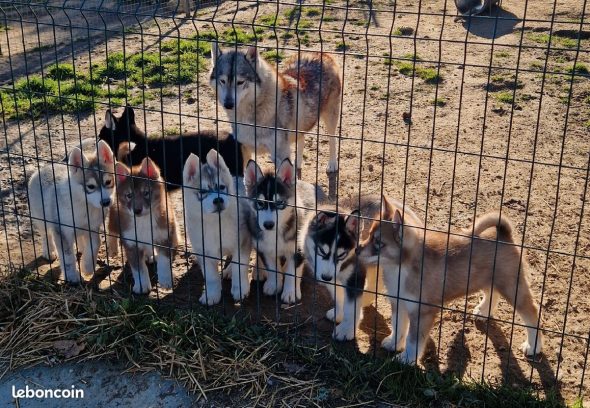 Image de la portée de chiot de l'élévage DES PIPETTECHORIZO