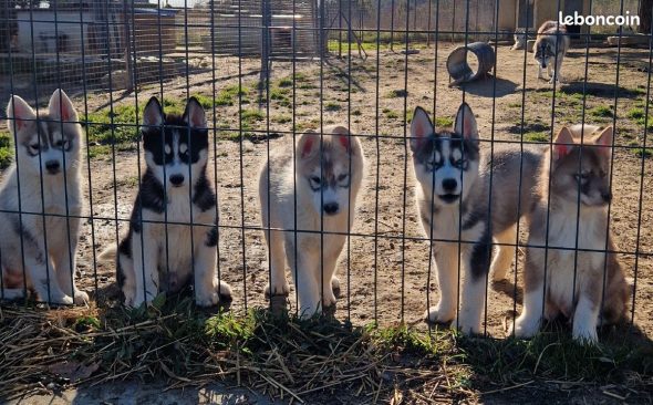 Image de la portée de chiot de l'élévage DES PIPETTECHORIZO