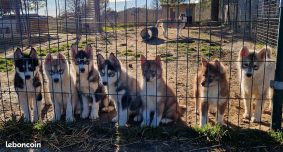 Chiots d'apparence Siberian husky à vendre chez l'éleveur DES PIPETTECHORIZO