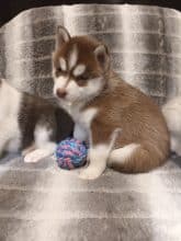 Chiots de race Siberian husky à vendre chez l'éleveur MONVOISIN LAURE