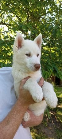 Image de la portée de chiot de l'élévage MONVOISIN LAURE