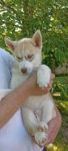 Chiots de race Siberian husky à vendre chez l'éleveur MONVOISIN LAURE