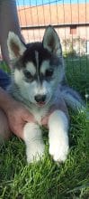 Chiots de race Siberian husky à vendre chez l'éleveur MONVOISIN LAURE